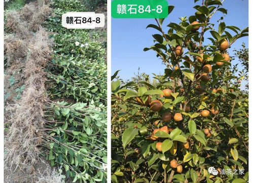 又是一年春來到，油茶種植正當(dāng)時 良種壯苗與農(nóng)副產(chǎn)品銷售的雙重關(guān)鍵